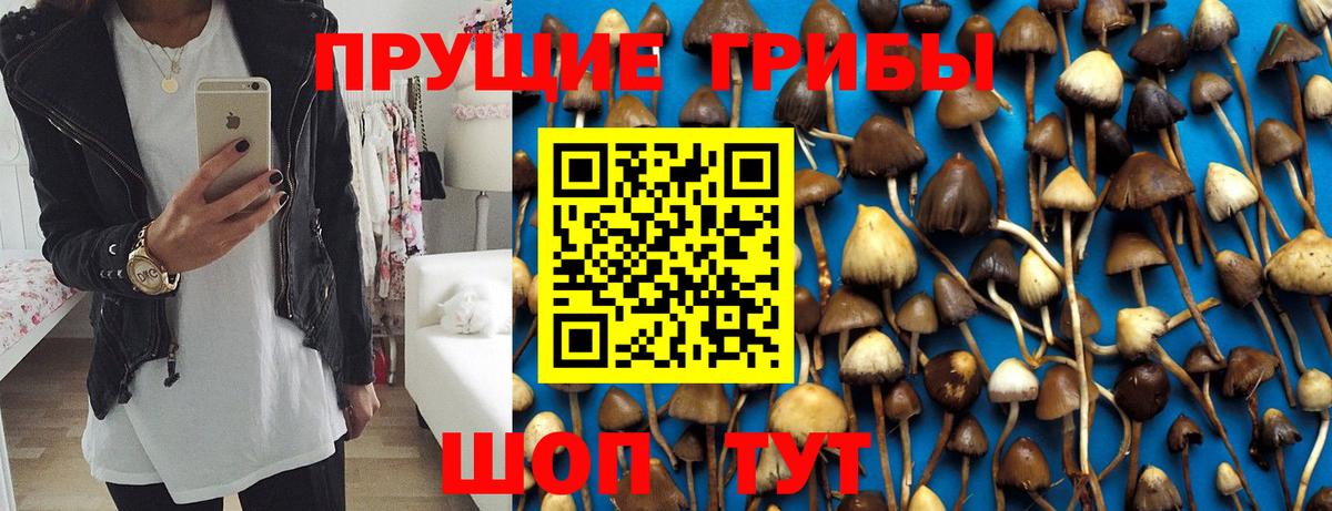 Псилоцибиновые грибы Psilocybine cubensis Вязники
